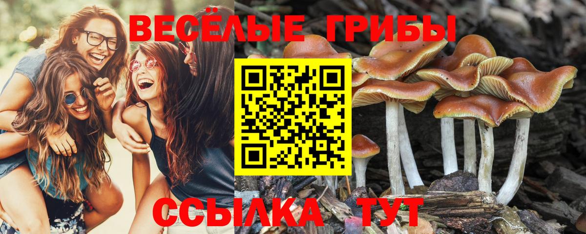 Черногорск  Галлюциногенные грибы мухоморы  Вход с VPN 